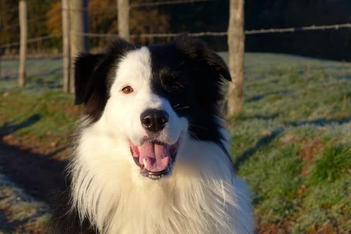 Accueil des chiens en chambres d’hôtes